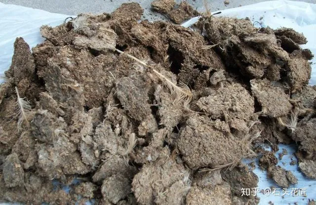 家养芦荟用什么肥好,芦荟养不好?教你选对品种、用对肥,半年养出“满满”一大盆