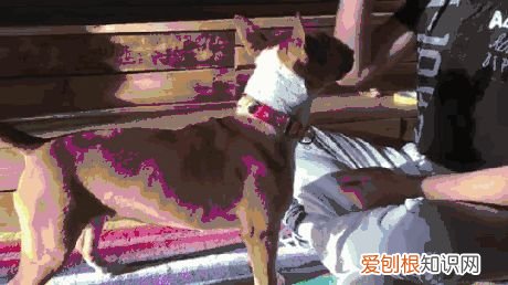 手机桌面宠物下载安装,有了这套设备,连上手机APP,就能实时了解宠物的健康