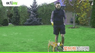 手机桌面宠物下载安装,有了这套设备,连上手机APP,就能实时了解宠物的健康