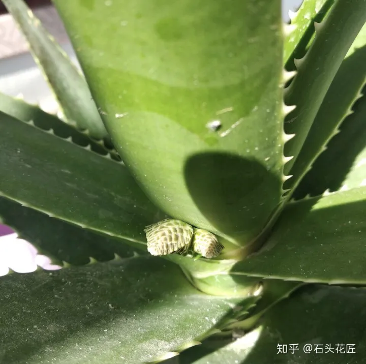 养了10年的芦荟,冠幅1米宽,养护注意3点,花箭呼呼冒