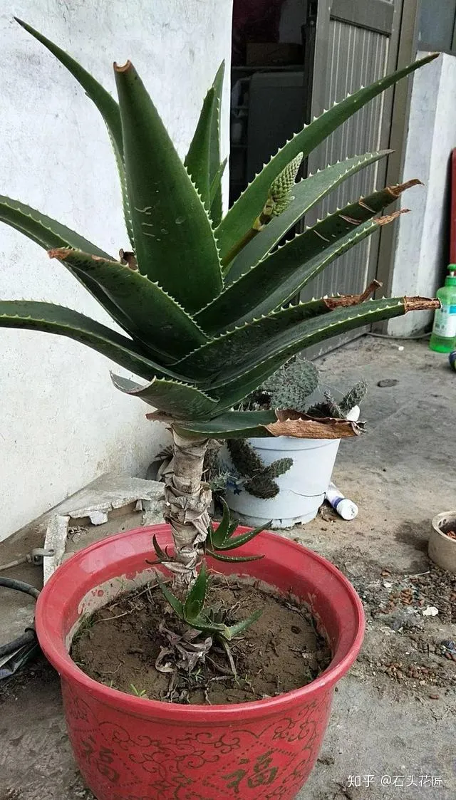养了10年的芦荟,冠幅1米宽,养护注意3点,花箭呼呼冒