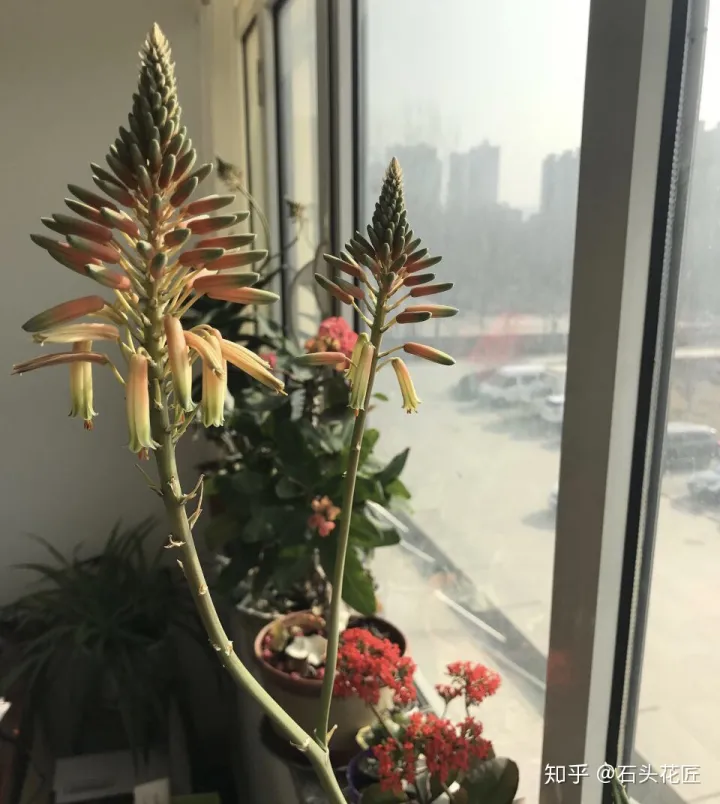 养了10年的芦荟,冠幅1米宽,养护注意3点,花箭呼呼冒