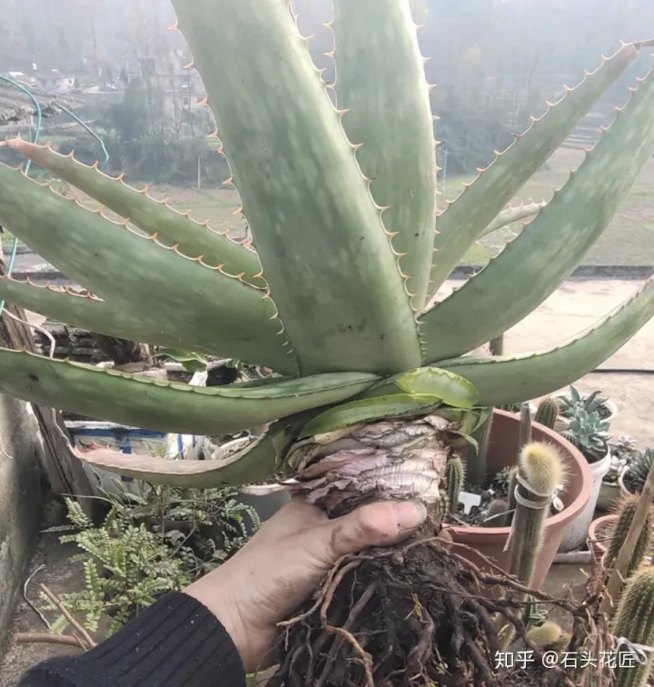 养了10年的芦荟,冠幅1米宽,养护注意3点,花箭呼呼冒