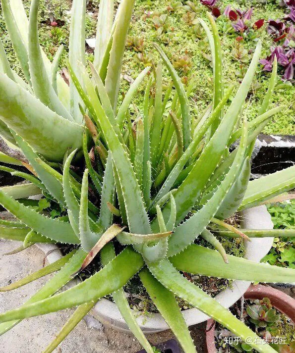 养了10年的芦荟,冠幅1米宽,养护注意3点,花箭呼呼冒