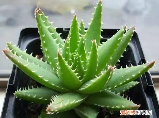芦荟开花什么样子视频,芦荟——出乎意料的开花植物