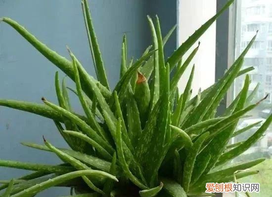 芦荟开花什么样子视频,芦荟——出乎意料的开花植物