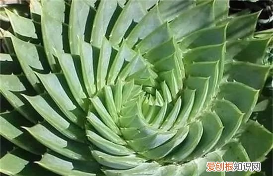 芦荟开花什么样子视频,芦荟——出乎意料的开花植物