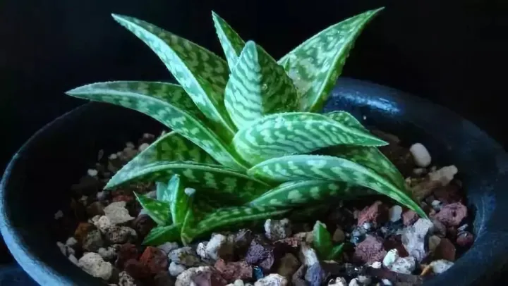 芦荟开花什么样子视频,芦荟——出乎意料的开花植物