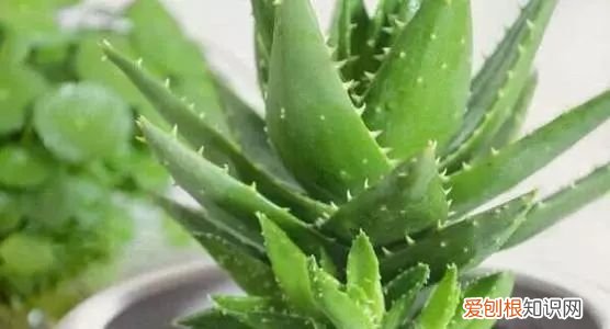 芦荟开花什么样子视频,芦荟——出乎意料的开花植物