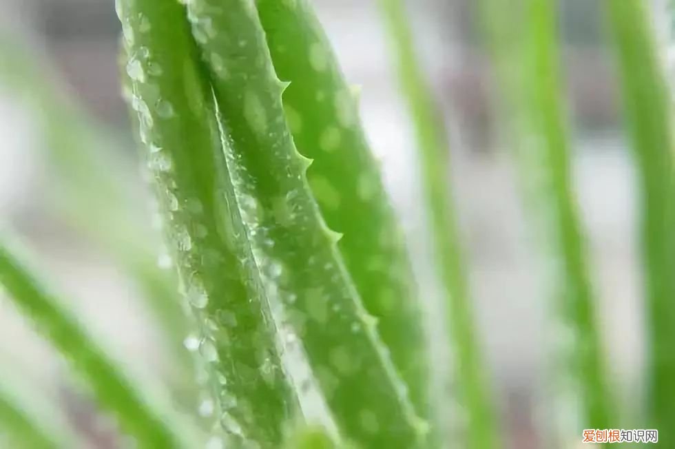 芦荟开花什么样子视频,芦荟——出乎意料的开花植物