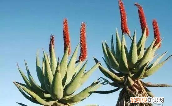 芦荟开花什么样子视频,芦荟——出乎意料的开花植物