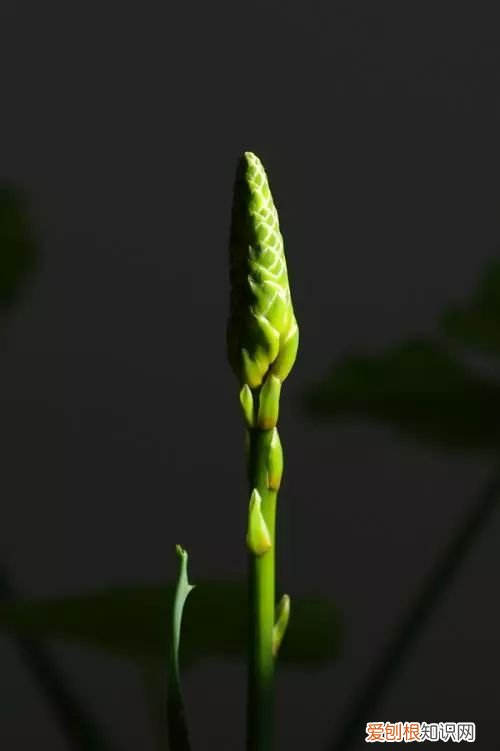 芦荟开花什么样子视频,芦荟——出乎意料的开花植物