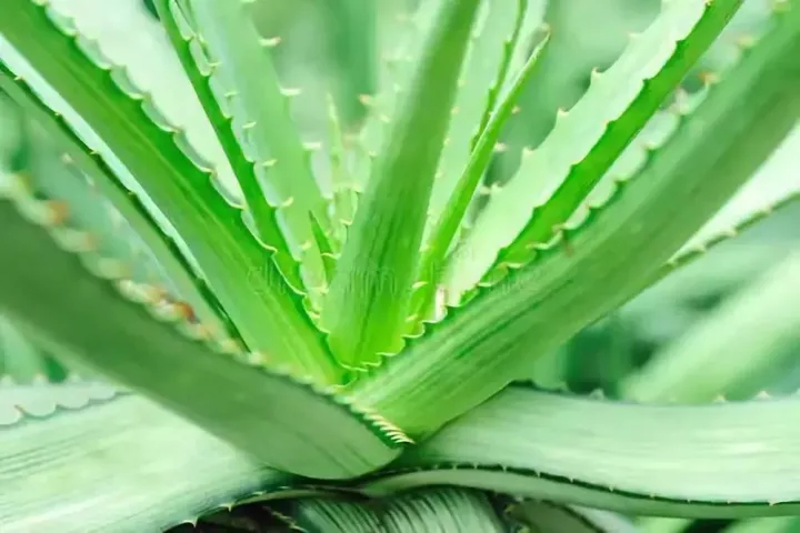 芦荟开花什么样子视频,芦荟——出乎意料的开花植物