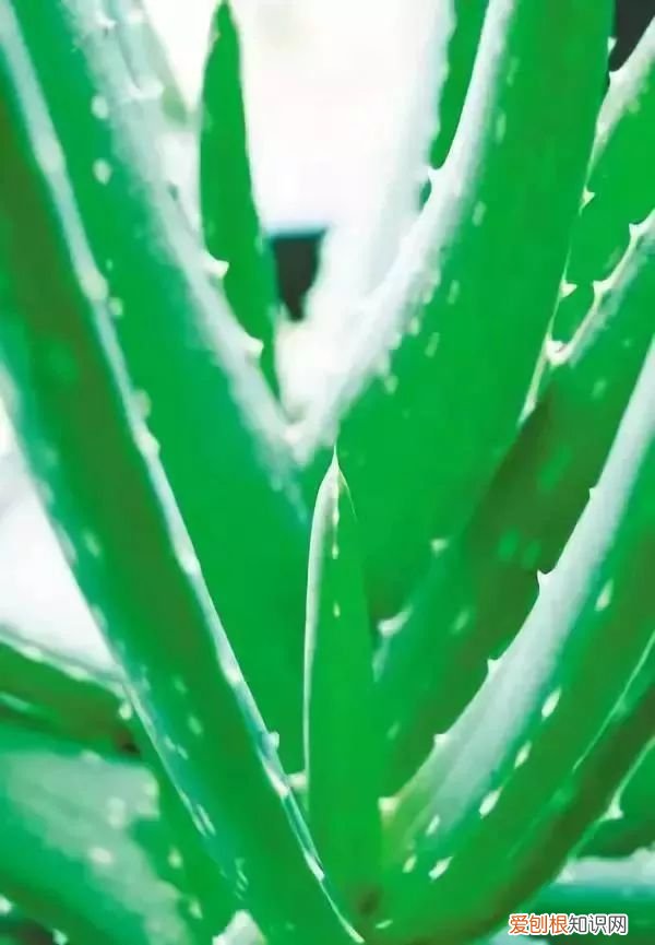 芦荟开花什么样子视频,芦荟——出乎意料的开花植物