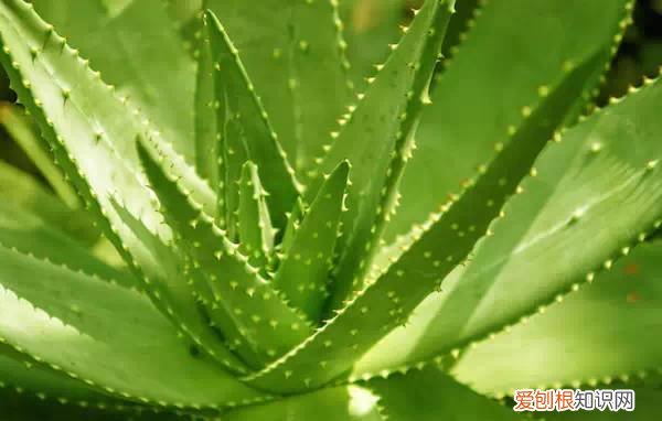 芦荟开花什么样子视频,芦荟——出乎意料的开花植物