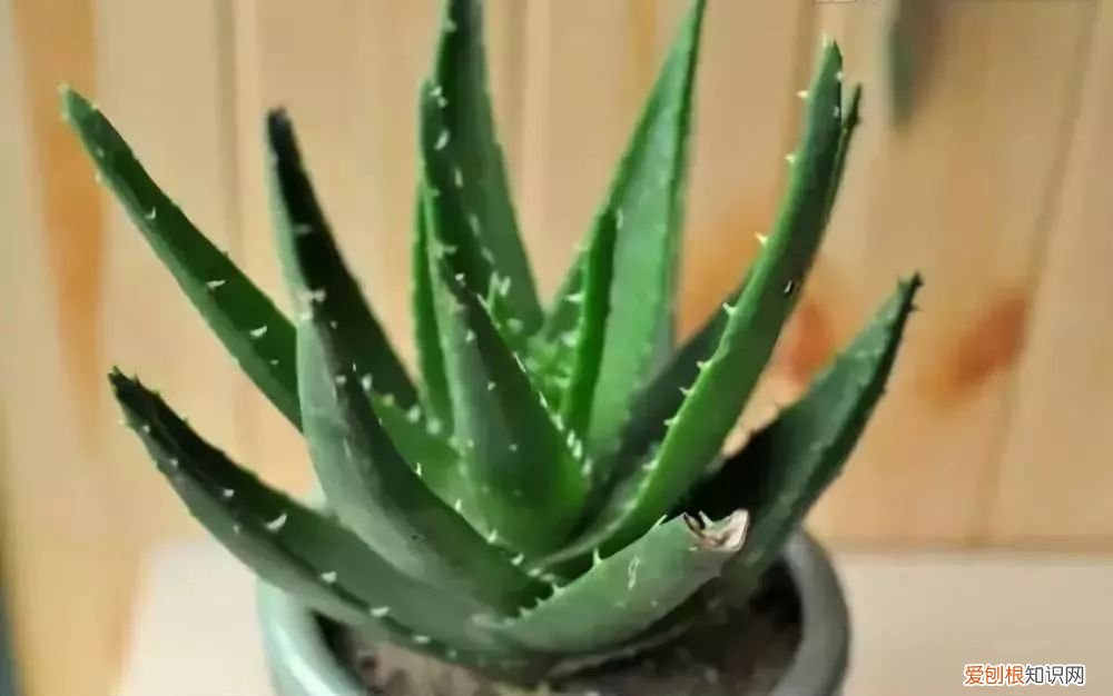 芦荟开花什么样子视频,芦荟——出乎意料的开花植物