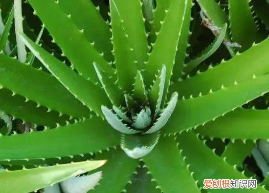 芦荟开花什么样子视频,芦荟——出乎意料的开花植物