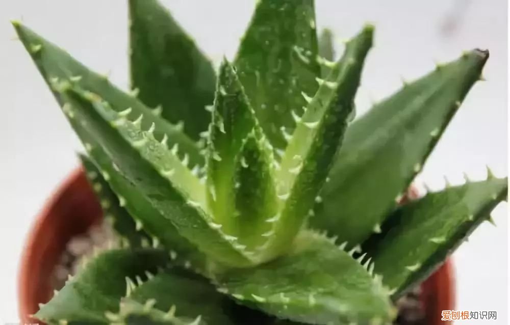 芦荟开花什么样子视频,芦荟——出乎意料的开花植物