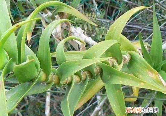 芦荟开花什么样子视频,芦荟——出乎意料的开花植物