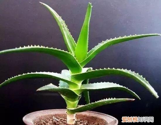 芦荟开花什么样子视频,芦荟——出乎意料的开花植物
