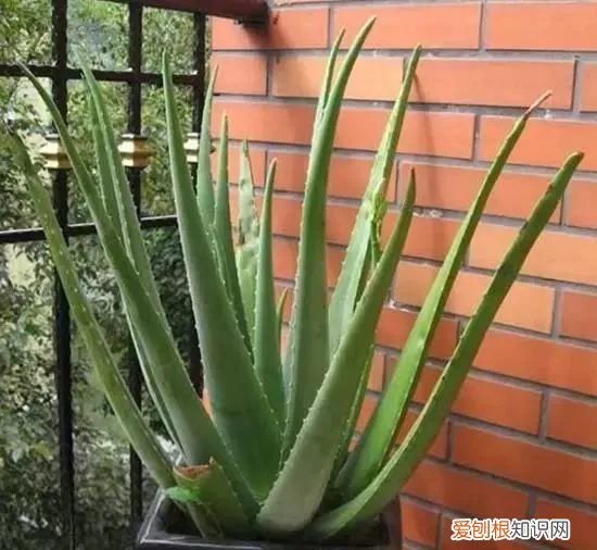 芦荟开花什么样子视频,芦荟——出乎意料的开花植物