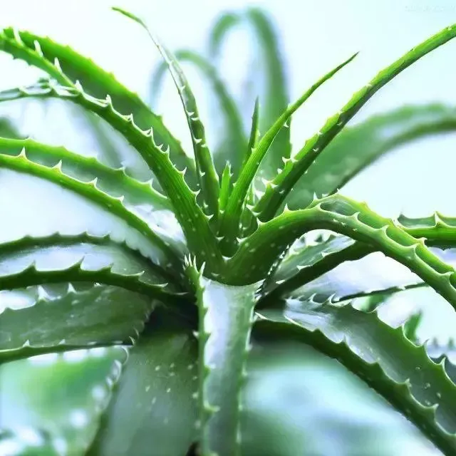 芦荟开花什么样子视频,芦荟——出乎意料的开花植物