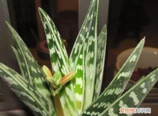 芦荟开花什么样子视频,芦荟——出乎意料的开花植物