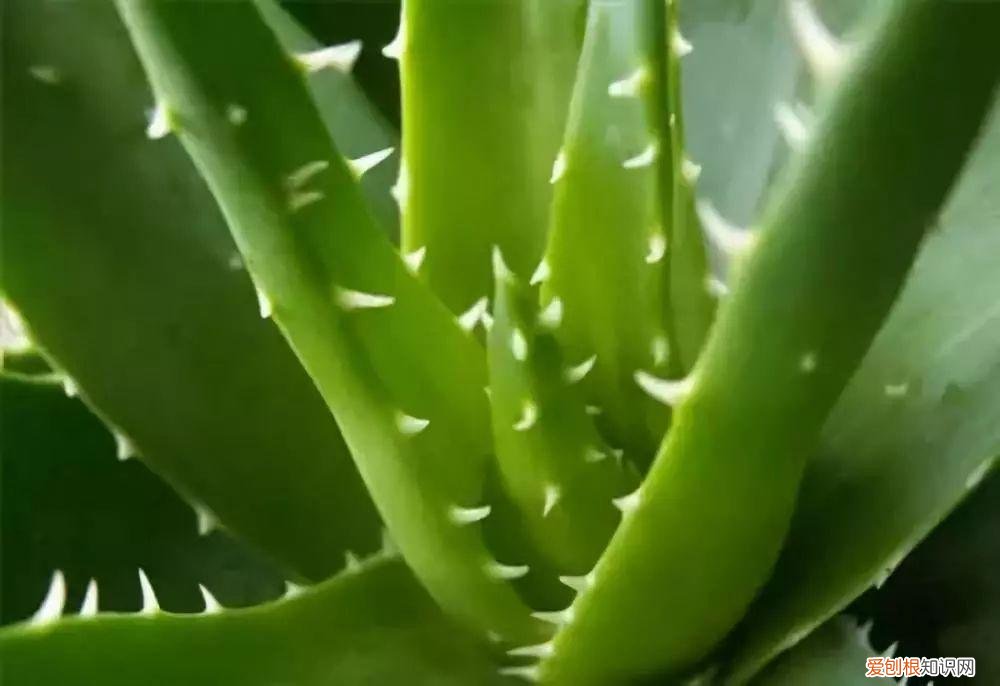 芦荟开花什么样子视频,芦荟——出乎意料的开花植物