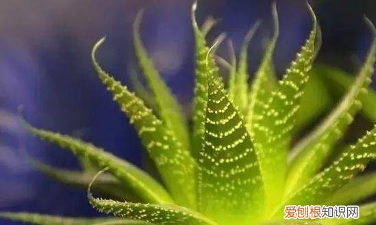芦荟开花什么样子视频,芦荟——出乎意料的开花植物