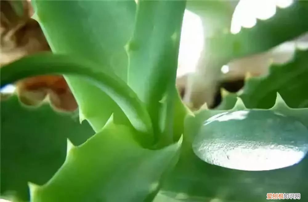 芦荟开花什么样子视频,芦荟——出乎意料的开花植物