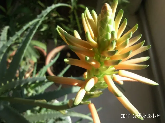 冬天芦荟怎么养最好,家里养芦荟,秋季先养胖,用点小技巧,冬季就能养开花