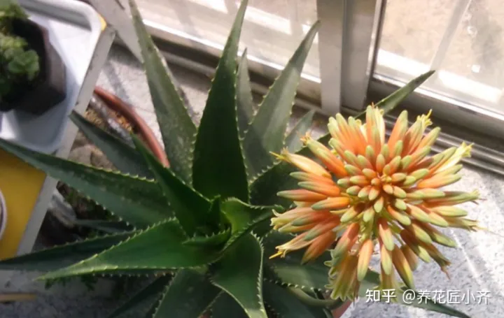 冬天芦荟怎么养最好,家里养芦荟,秋季先养胖,用点小技巧,冬季就能养开花