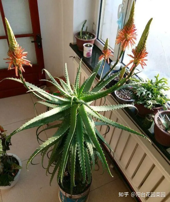 芦荟长的太高可以给它剪掉吗,秋天养芦荟,4个小技巧,花箭一米高,冒芽20多,又壮又肥