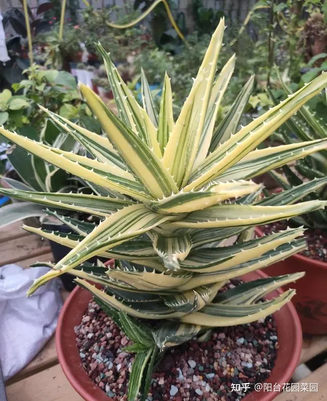 芦荟长的太高可以给它剪掉吗,秋天养芦荟,4个小技巧,花箭一米高,冒芽20多,又壮又肥