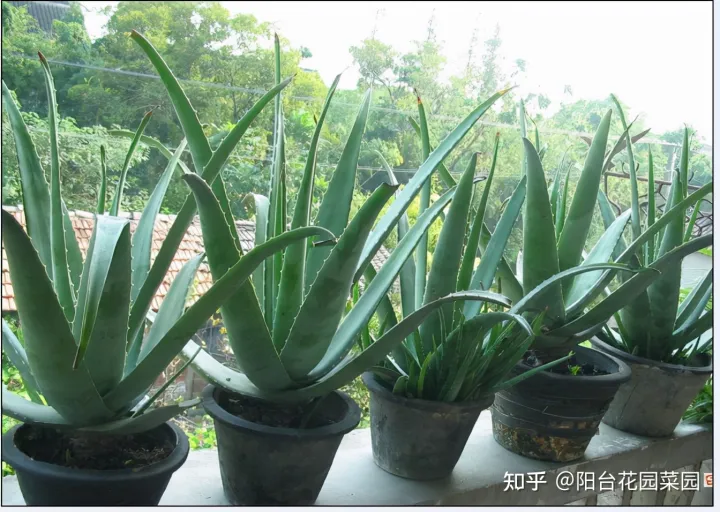 芦荟长的太高可以给它剪掉吗,秋天养芦荟,4个小技巧,花箭一米高,冒芽20多,又壮又肥