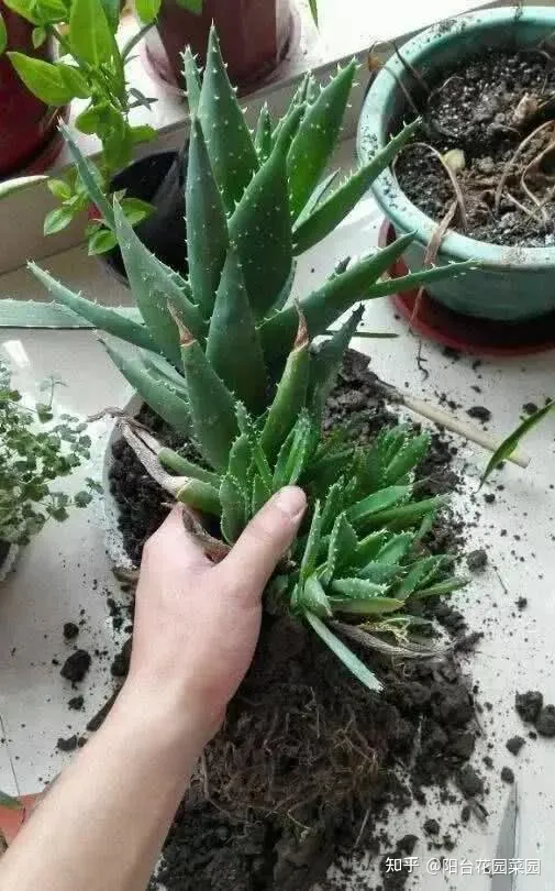 芦荟长的太高可以给它剪掉吗,秋天养芦荟,4个小技巧,花箭一米高,冒芽20多,又壮又肥