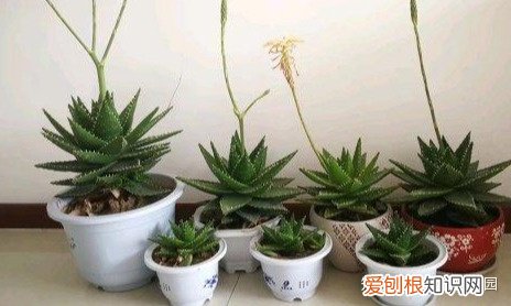 芦荟长的太高可以给它剪掉吗,秋天养芦荟,4个小技巧,花箭一米高,冒芽20多,又壮又肥