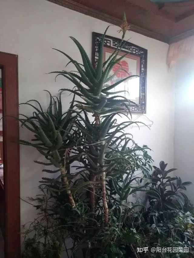 芦荟长的太高可以给它剪掉吗,秋天养芦荟,4个小技巧,花箭一米高,冒芽20多,又壮又肥