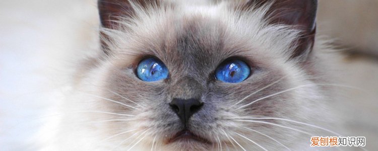 成年猫为什么吐了,成猫一直吐