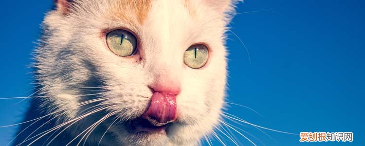 冬天小猫为什么会一直吐黄水怎么办,猫吐黄水,小猫夏天吐黄水