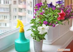 这10条养花技巧非常适合新手，养花新手看过来，这些养花小知识要知道 养花攻略