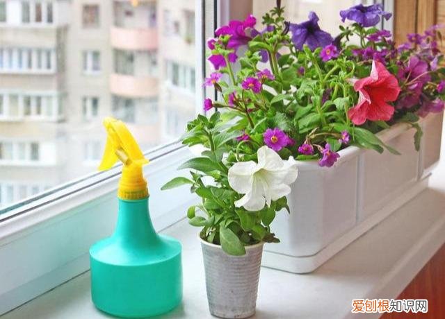 这10条养花技巧非常适合新手,养花新手看过来,这些养花小知识要知道 养花攻略