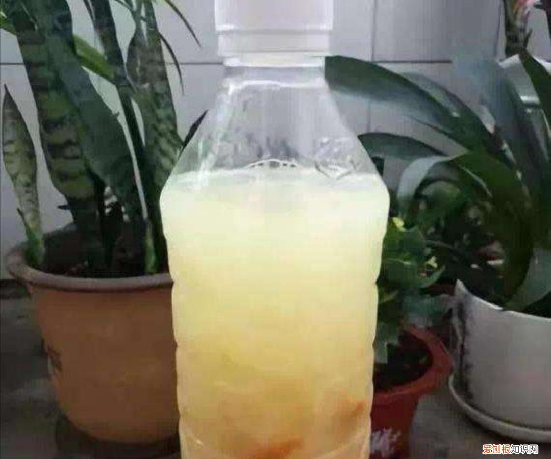 什么水有利于浇花,家庭养花,常浇4种“营养水”,叶子浓绿光亮,开花更多