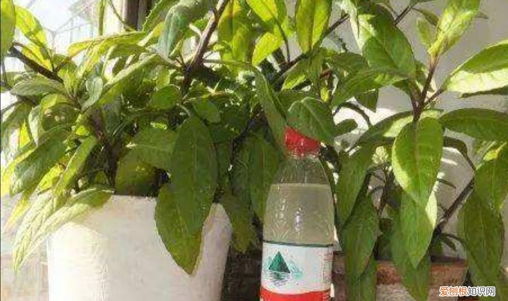 什么水有利于浇花,家庭养花,常浇4种“营养水”,叶子浓绿光亮,开花更多