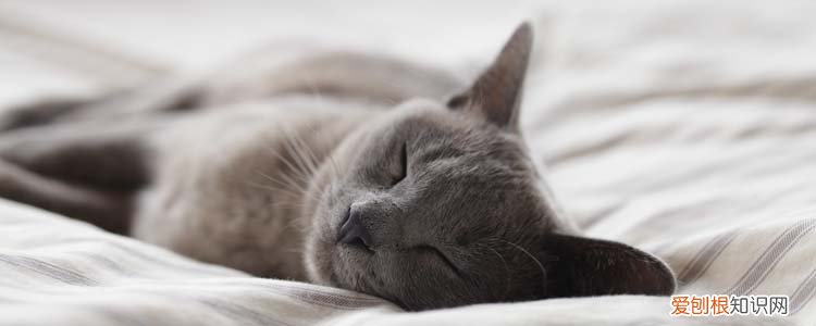 猫为什么口吐白沫而死亡,猫死后口吐白沫