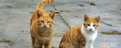 小猫为什么会呕吐反胃拉稀,猫呕吐,猫反胃,猫拉稀，小猫拉稀和呕吐
