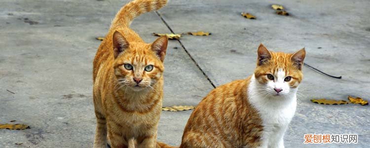 小猫为什么会呕吐反胃拉稀,猫呕吐,猫反胃,猫拉稀,小猫拉稀和呕吐