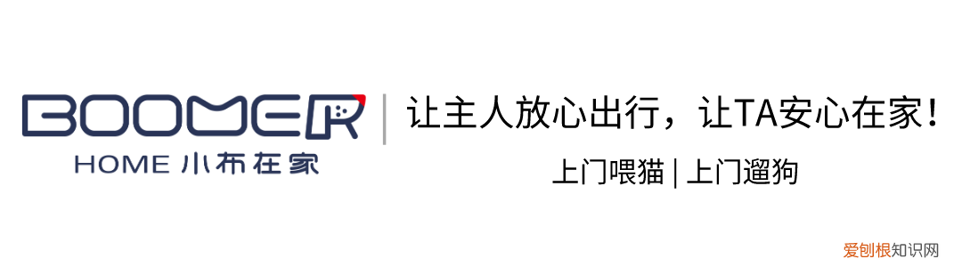 猫咪寿命和人的寿命表,【宠物知识科普篇】猫咪长寿秘诀是什么?看完就能get!