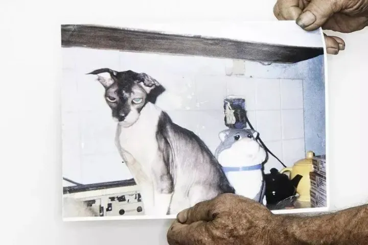 猫咪寿命和人的寿命表,【宠物知识科普篇】猫咪长寿秘诀是什么?看完就能get!