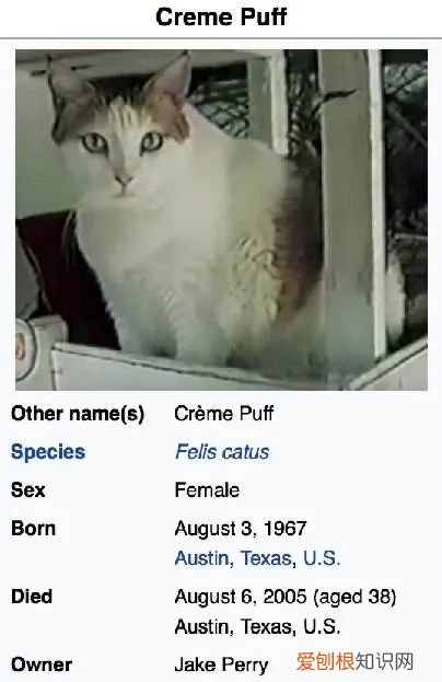 猫咪寿命和人的寿命表,【宠物知识科普篇】猫咪长寿秘诀是什么?看完就能get!